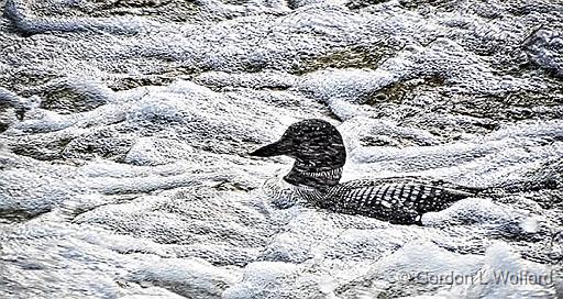 Loon In Tailwater_DSCF4155.jpg - Common Loon (Gavia immer) photographed along the Rideau Canal Waterway at Smiths Falls, Ontario, Canada.